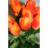 Букет тюльпанів №431