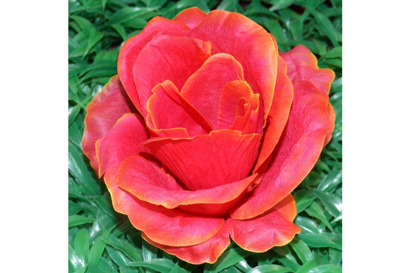 Голландська штучна троянда №149