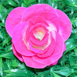 Троянда "Леді" №57