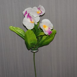 Заливка орхидея